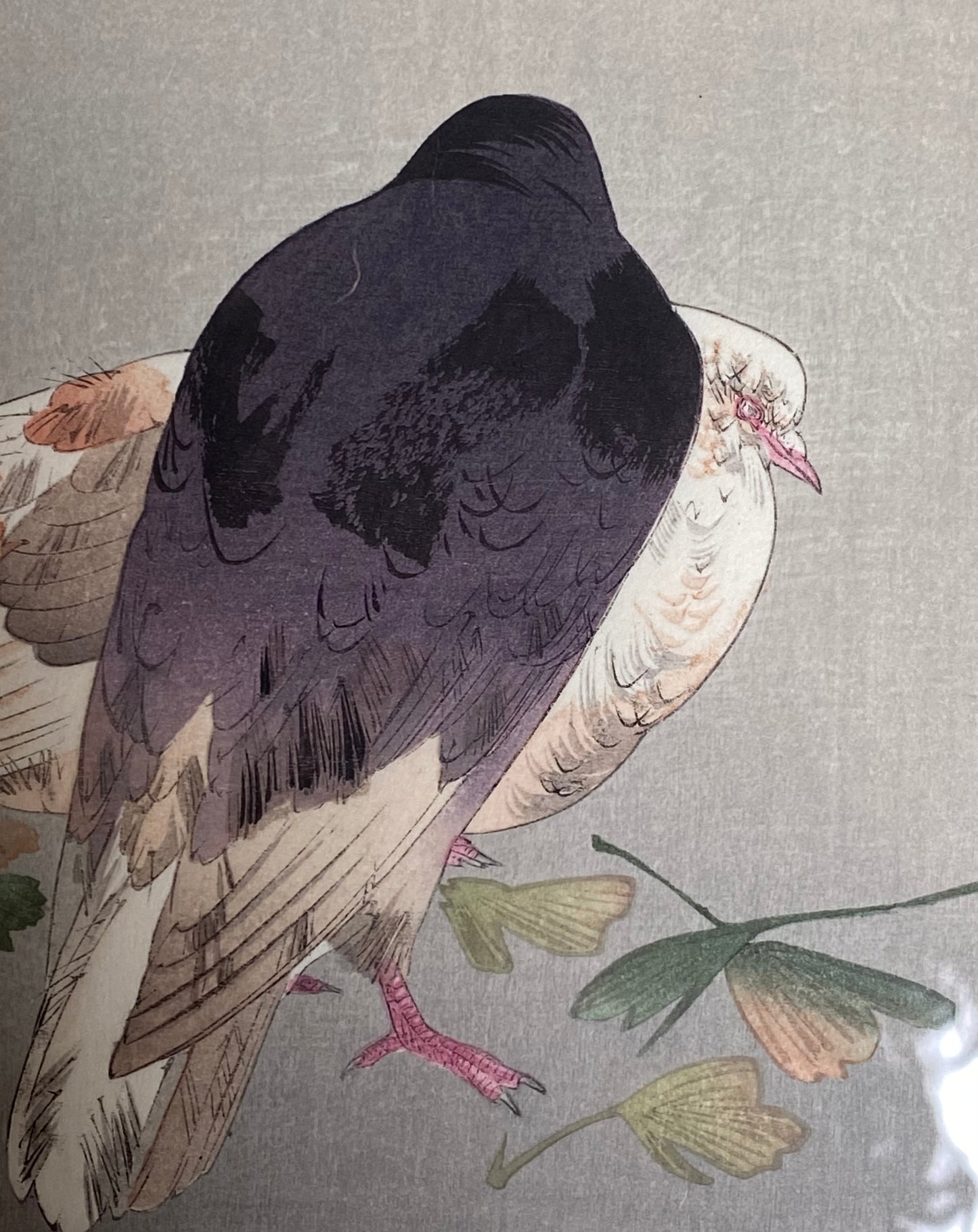 Antique Japanese Woodblock Print Watanabe Seitei “Pigeons” Kabutoya